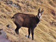 61 Camoscio in look invernale ci fischia e ci osserva